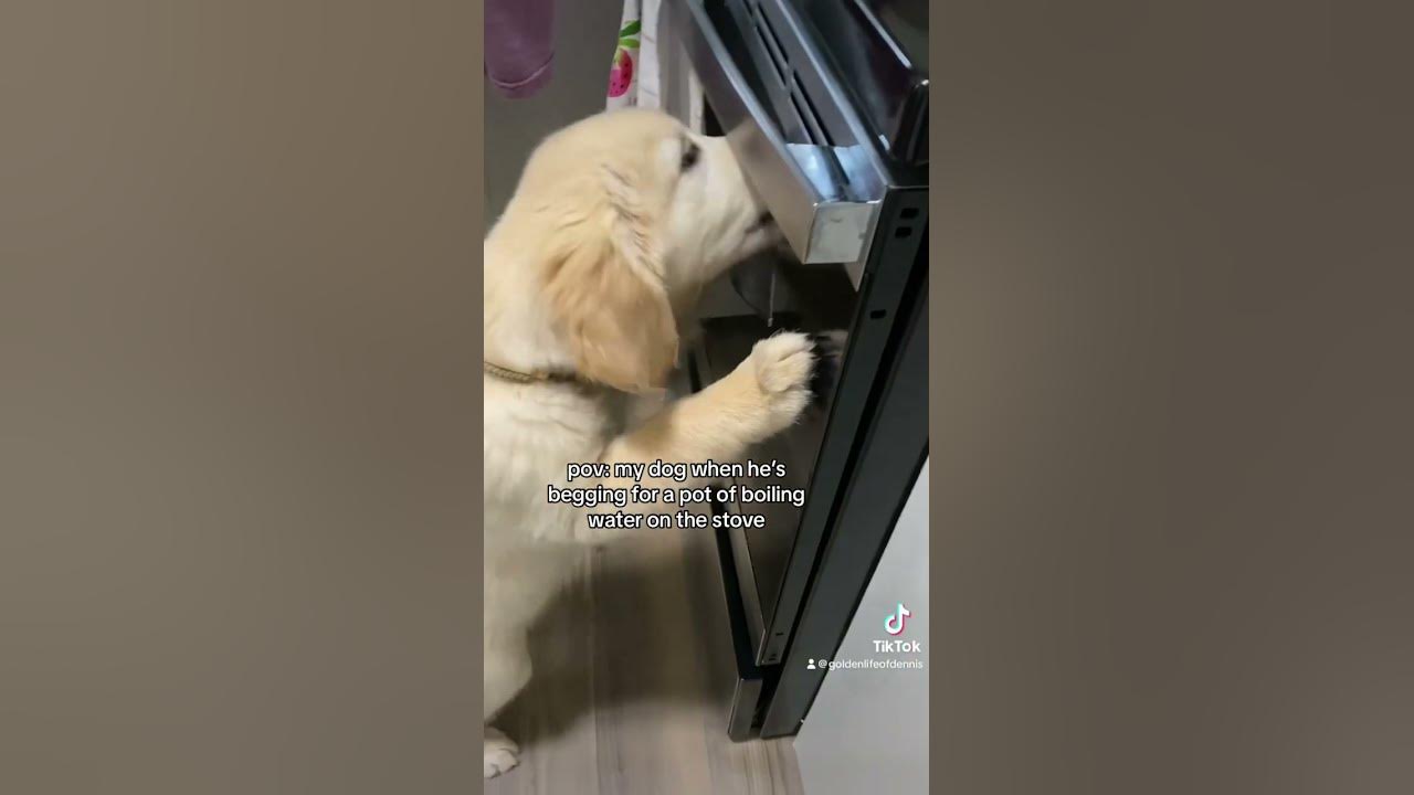 Pov Your Dog Is Begging For Boiling Water puppy dog pov-your-dog-is-begging-for-boiling-water-puppy-dog