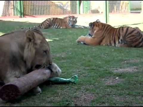 Ariel, Keren, Adriel e Isis =) - YouTube