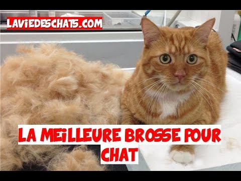 La Meilleure Brosse Pour Chat