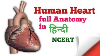 Human Heart full Anatomy || मानव हृदय की संपूर्ण रचना