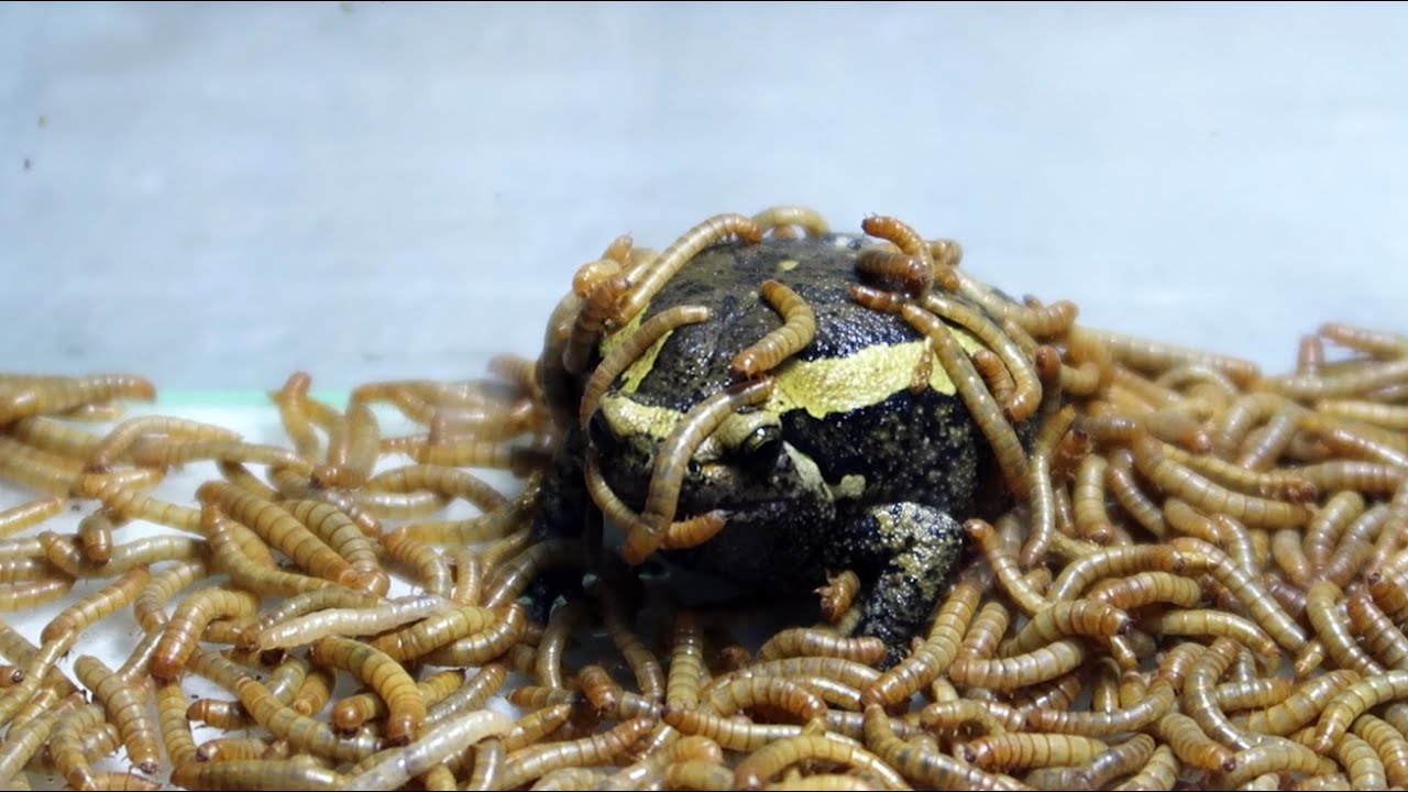 Rain Frog vs 1000 Mealworms YouTube