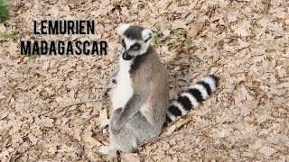 Lemurien  madagascar by Animal group Eu 2,428 views 1 year ago 11 minutes, 14 seconds