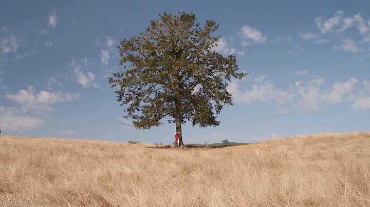 "The Giving Tree" A short film - DayDayNews