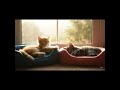 Cats waking up 2