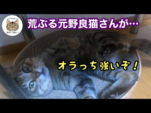 荒ぶる元野良猫チュンパ君！『オラっち強いぞ！』