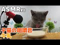 【ASMR】仔猫の牛乳モッパン(咀嚼音)#8