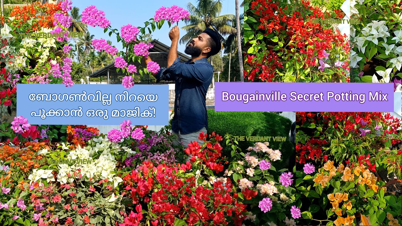 Best Potting Mix for Bougainvillea! Get Maximum Flowers! ബോഗൺവില്ല നിറയെ പൂക്കാൻ കിടിലൻ മിക്സ്സ്!