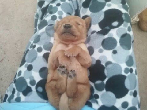 golden retriever stop growing golden retriever pups growing up from 1 day to 7 weeks golden retriever stop growing golden retriever pups growing up from 1 day to 7 weeks