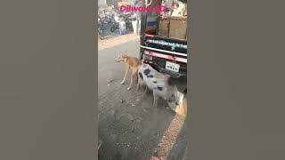 Download lagu Dog pig sex||pakistan||dog mating/Dog and pig sex Pig sex