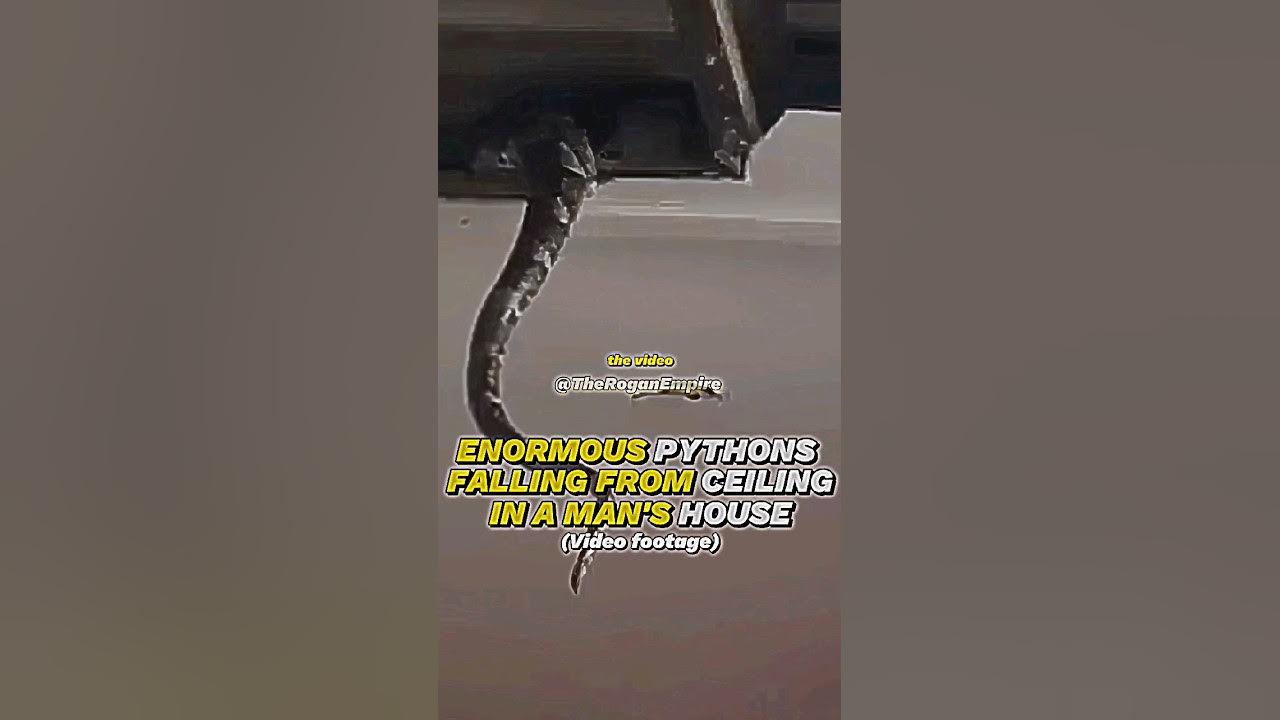 Joe Rogan : ENORMOUS PYTHONS falling from the ceiling of a man's house ...