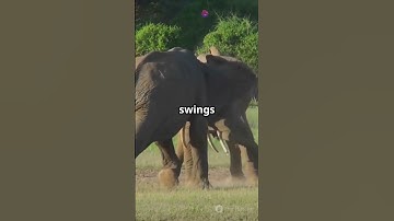 Tiger vs Elephant        #jurassicworld #adventuretime #amazingnature #ancientbeasts #animalkingdom
