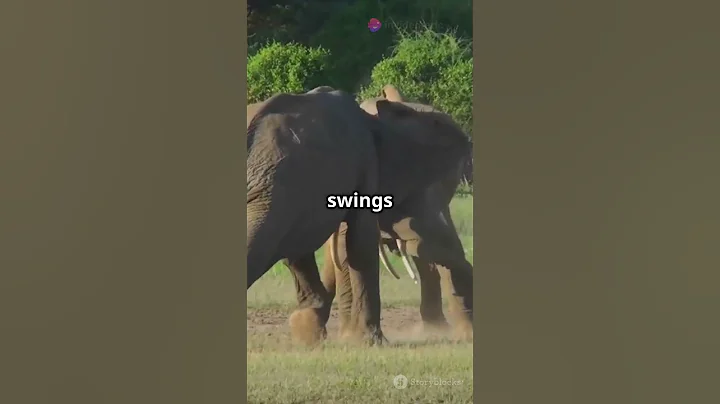 Tiger vs Elephant        #jurassicworld #adventuretime #amazingnature #ancientbeasts #animalkingdom