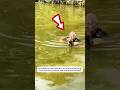 The man saved baby fox from canal #shorts