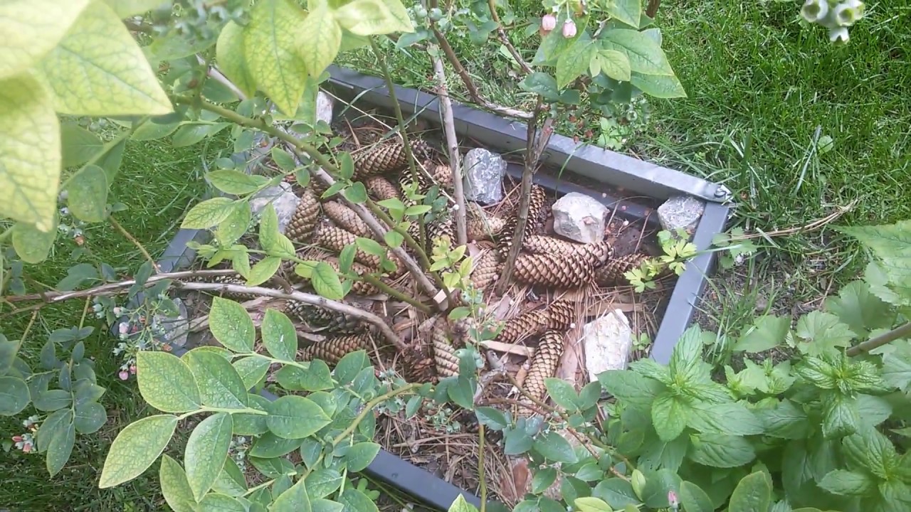 Borówka amerykańska - szybki sposób na zakwaszenie podłoża