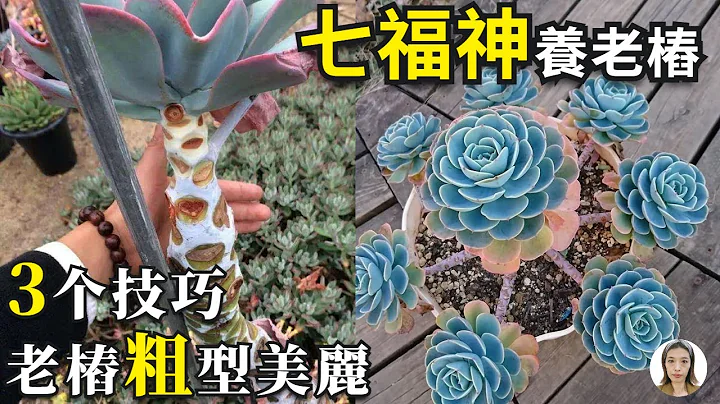 七福神（玉蝶）繁殖与老桩，全日照容易养成老桩盆景，叶插和枝插轻松实现1盆变10盆|花花世界 - 天天要闻