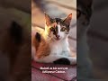 😭#cat #katzen #kedi #kitten #love #animals