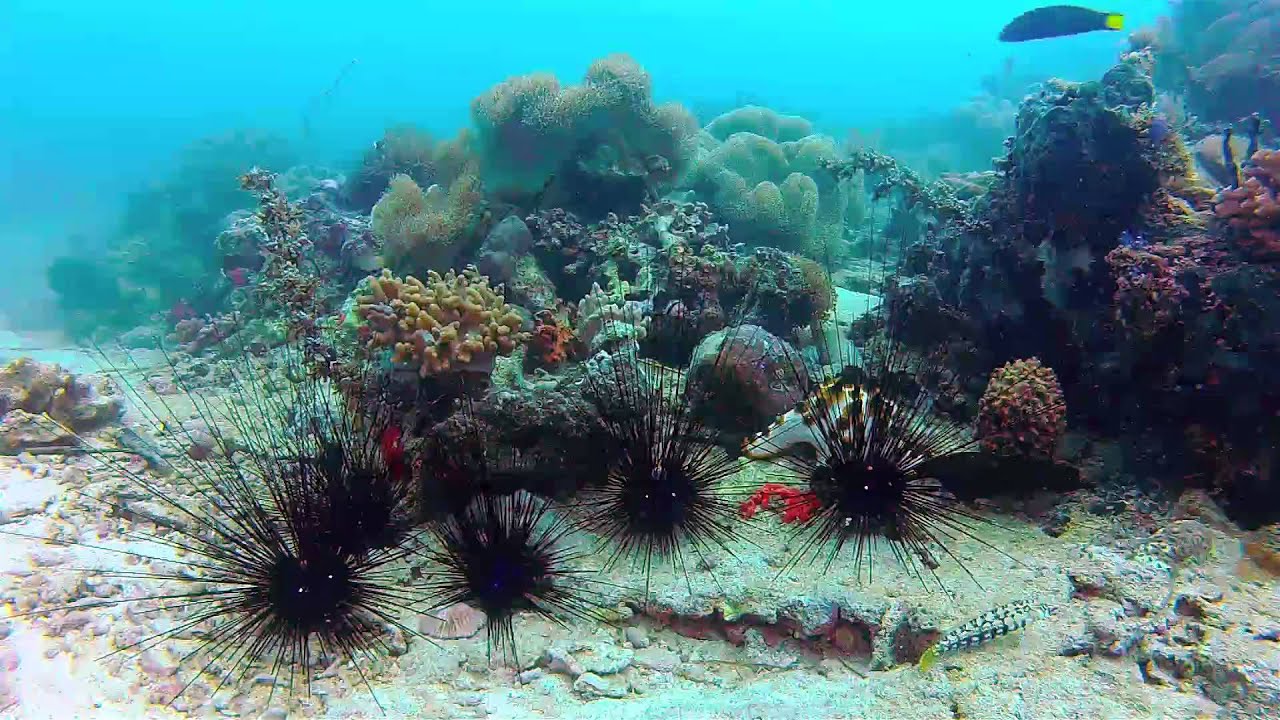 Sea Urchin In Samal Island Davao City Philippines YouTube Maxresdefault