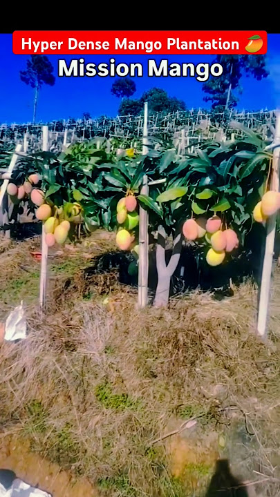 Hyperdense Mango Plantation 🥭 | High density mango plantation #mango #आम