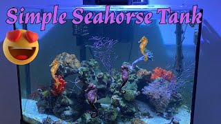 Simple Seahorse Tank by Aquarium Service Tech 2,301 views 2 months ago 12 minutes, 25 seconds