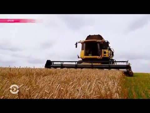 Россиян кормят пшеницей для скота. Почему в России плохой хлеб