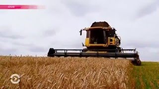 Россиян кормят пшеницей для скота. Почему в России плохой хлеб