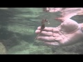 SeaHorse Rescue - Salvando Caballito de Mar Mediterraneo ( 19 Junio 2012 08:00 AM )