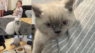 Kedi Sahiplendik Alerjimi Oldum Kedi Ile Nasil Gecti Günümüz