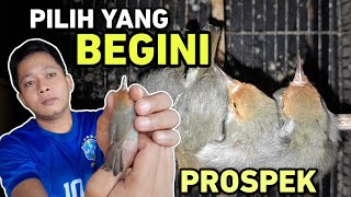 Cara memilih prenjak bahan yang bagus di ombyokan