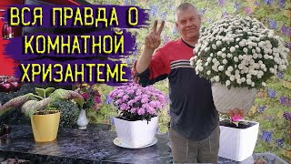 ГОРШЕЧНАЯ ХРИЗАНТЕМА. Вся правда о комнатной горшечной хризантеме.