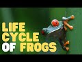 Frog Life Cycle and Metamorphosis
