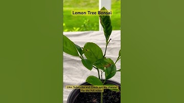 Lemon Tree Bonsai from Seed #shorts #fruit #citrus #viral #calm #subscribe