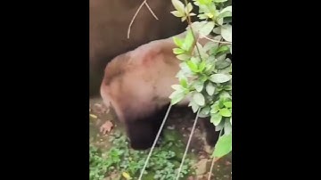 Wondering how does this species survive in the wild #panda #survive #wild