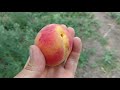 Абрикос Перла /Apricot Perla/ Очень вкусный сорт. Урожай 2020. Отзыв и видео от Макси Сад