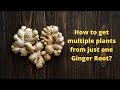 How to get many plants from just ONE Ginger root?