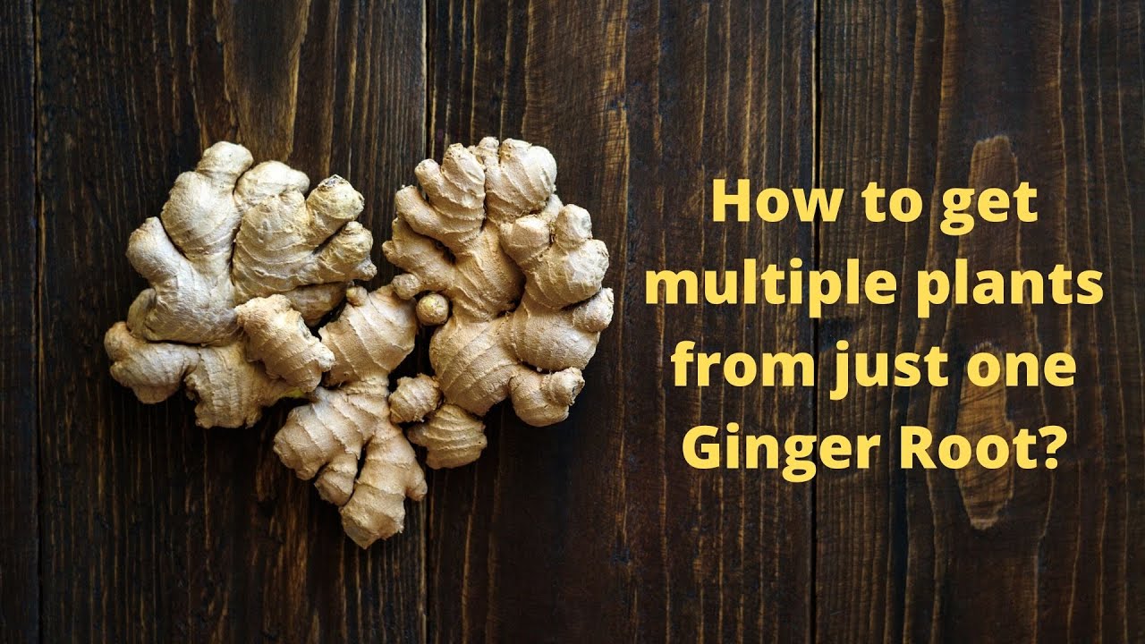 How to get many plants from just ONE Ginger root? YouTube