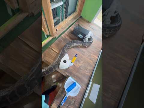 My Pet Python