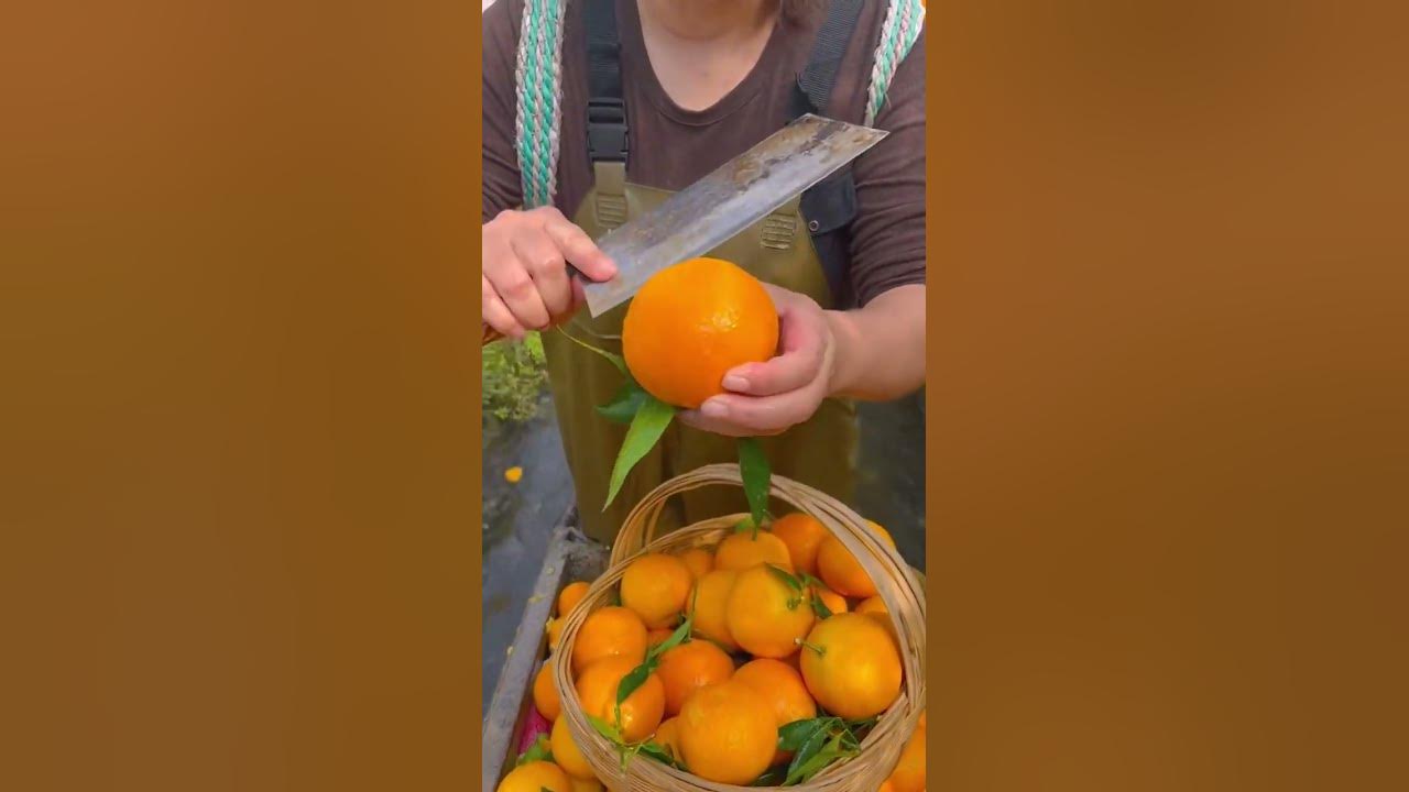 Ehime Jelly Orange Fresh Seasonal Fruit Orange Harvesting YouTube ehime-jelly-orange-fresh-seasonal-fruit-orange-harvesting-youtube