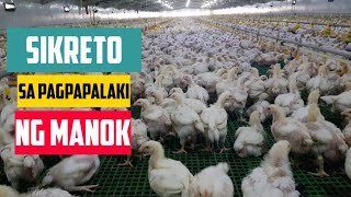 ANG SIKRETO SA PAGPAPALAKI NG BROILER CHICKENS: TEMPERATURE