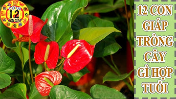 12 con giáp trồng cây gì hợp tuổi năm 2017 để thu hút may mắn tài lộc đầy nhà