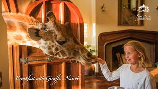 Breakfast with Giraffes