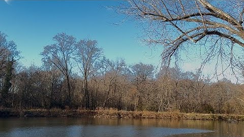 Tree swallows in the pond.#nature #video