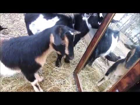 Goats head butt mirror after seeing reflection