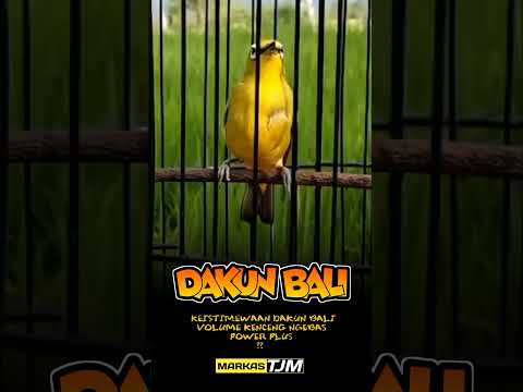 Pleci Dakun Bali - Dakbal Nembak Kenari Gaya Buka Ekor #plecidakbal