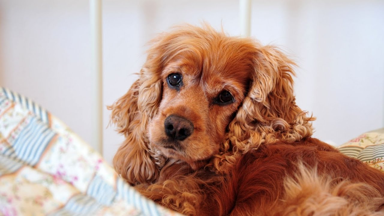 Are Cocker Spaniels Good With Rabbits