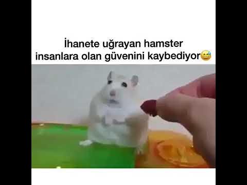 blue angel porn mavi eski dil bulmaca