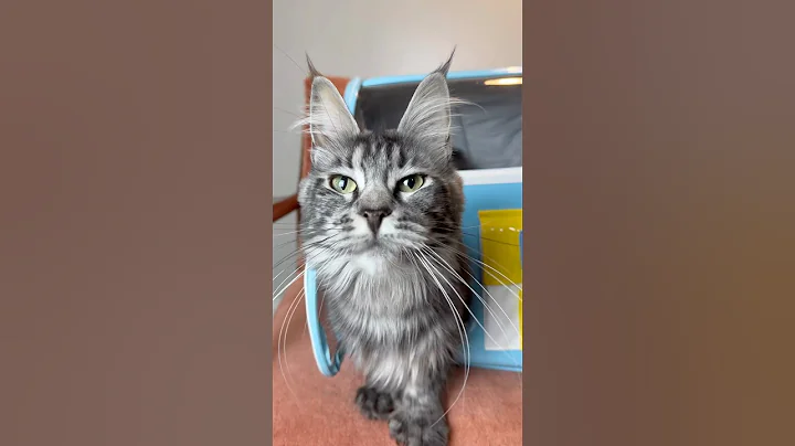 Video 6653991: mainecoon cutecat funnycats