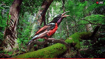 Hummingbird Song Nature Sounds - Relaxing Bird Sounds for Sleeping - Calming Birds Chirping Ambience
