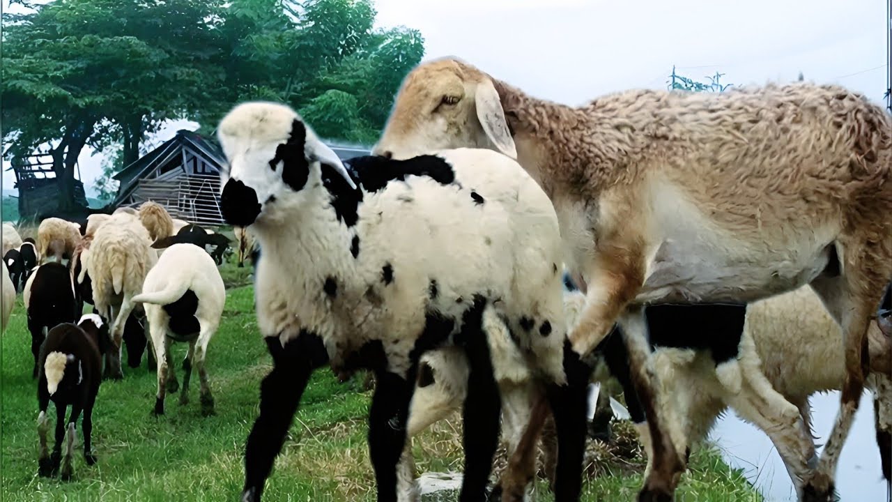 JALAN JALAN ‼️ MANA DIMANA ANAK KAMBING SAYA - CACA MARICA HEY Hey