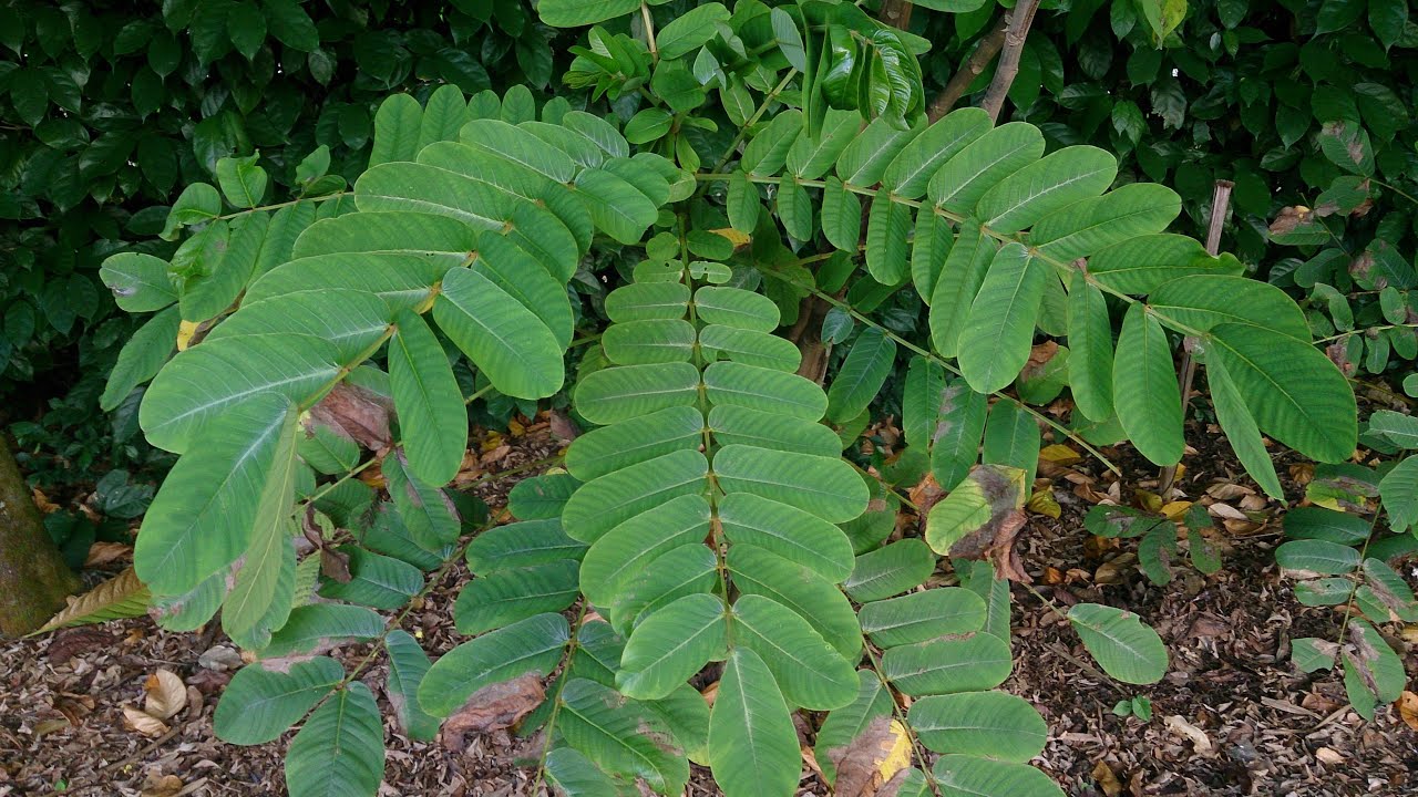 Feuilles de Séné