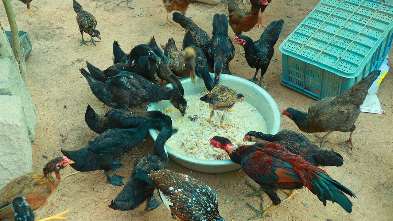 How To Raising Chickens Everything You Need To Know Youtube